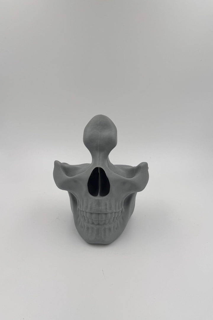 Glasses Skull display Anatomy Model Realistic Medical Teaching Tool Halloween Scientific Study Aid ,