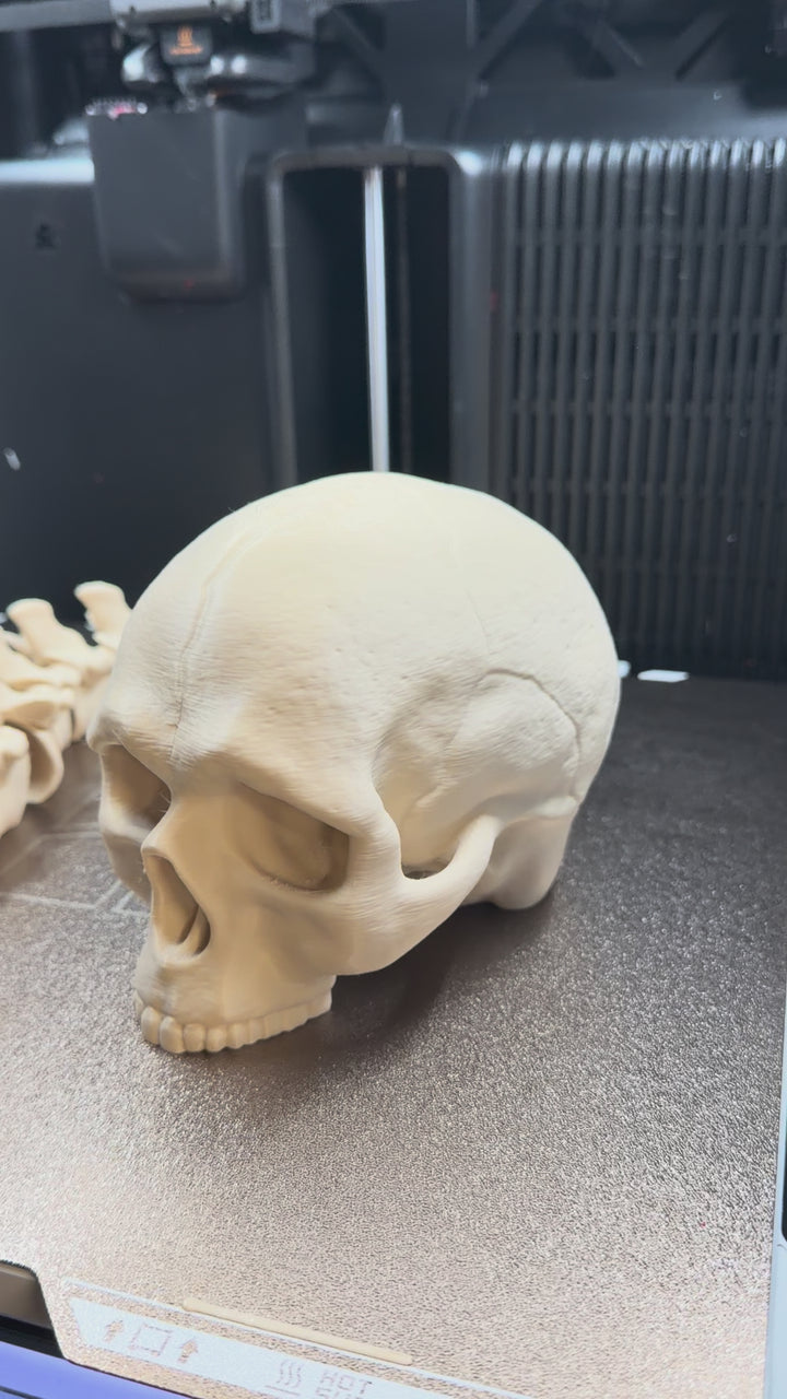 Articulated Skull and Spine Anatomy Model Realistic Medical Teaching Tool Halloween Decor